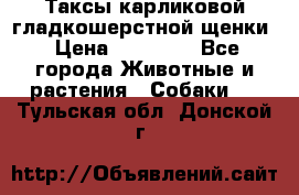 Таксы карликовой гладкошерстной щенки › Цена ­ 20 000 - Все города Животные и растения » Собаки   . Тульская обл.,Донской г.